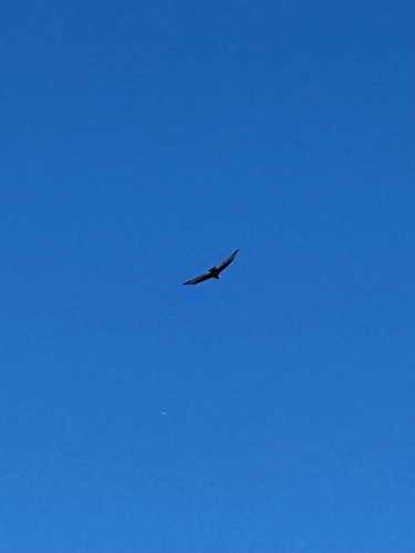 Turkey Vulture