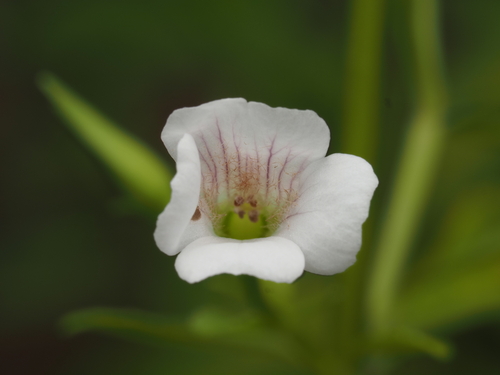 Mecardonia acuminata, photograph 3