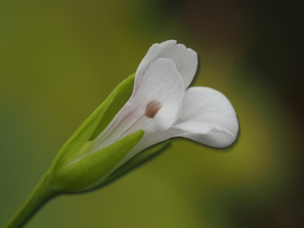 Mecardonia acuminata; photograph (c) carter, some rights reserved (CC BY)