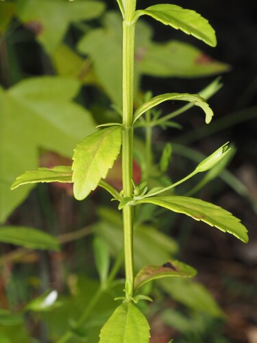 Mecardonia acuminata, photograph 1