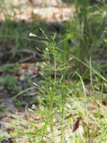 Mecardonia acuminata, photograph 2