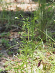(c) carter, some rights reserved (CC BY) Mecardonia acuminata, photograph (c) carter, some rights reserved (CC BY)