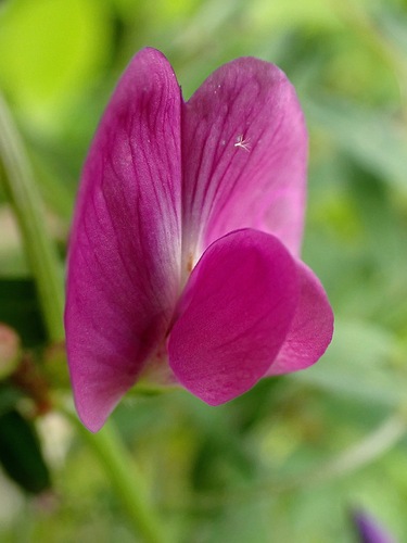 Vicia sativa, photograph 5
