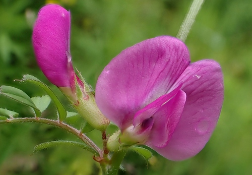 Vicia sativa, photograph 6