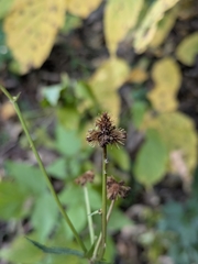 Sanicula marilandica
