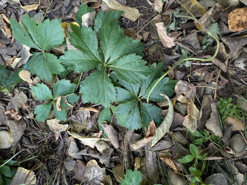 Sanicula marilandica, photograph 2
