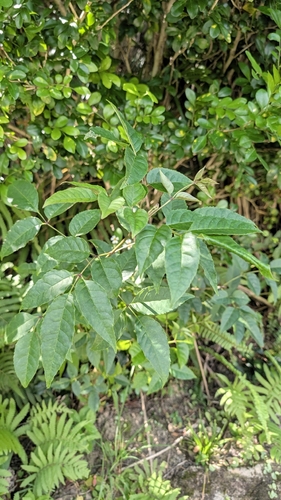 Fraxinus insularis observed 2026-09-24