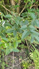 Fraxinus insularis, photograph (c) 許文俊, some rights reserved (CC BY-SA)