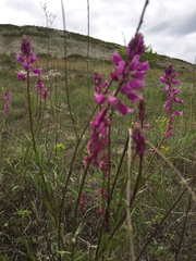 Polygala cretacea