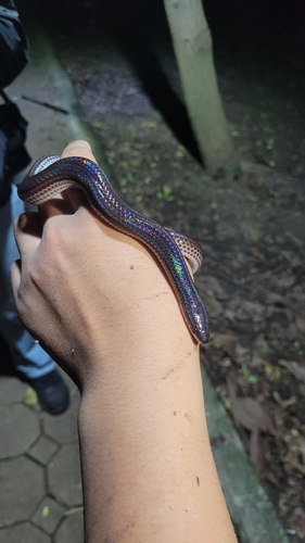 Asian Sunbeam Snake