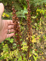 Pterospora andromedea, photograph author not stated, no rights reserved