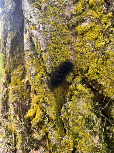 Giant Leopard Moth