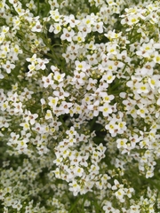 Crambe tataria