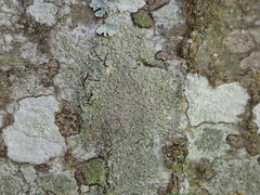 Buellia griseovirens