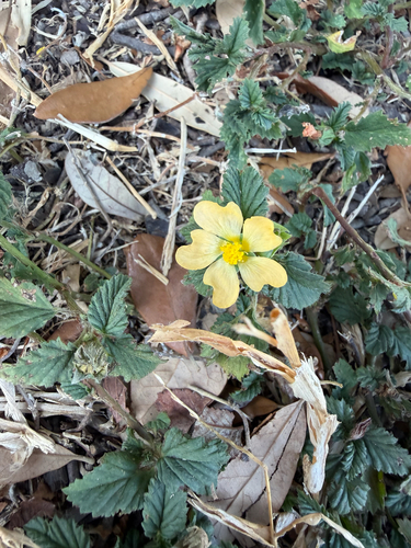 three-lobe false mallow