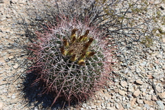 Ferocactus emoryi emoryi