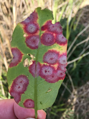 Puccinia phragmitis