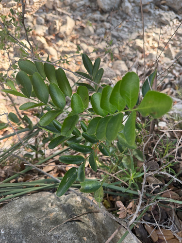 Texas mountain laurel