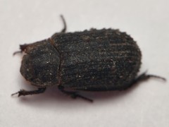 Trox scaber