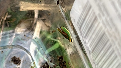 Rhododendron Leafhopper