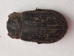 Trox scaber