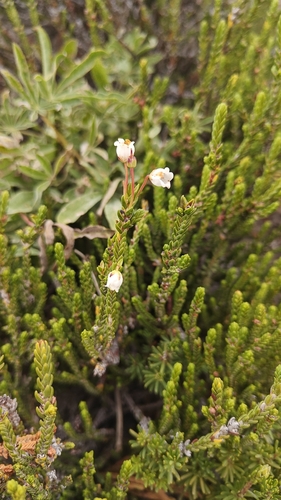 Cassiope mertensiana observed 2026-09-22