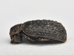 Trox scaber