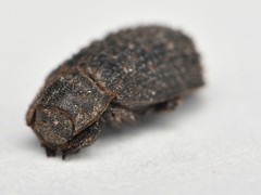Trox scaber