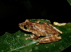 Scinax littoralis