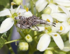 Merocoris