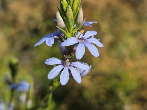 Scaevola globulifera