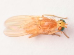 Chyromya