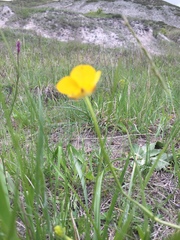 Ranunculus polyanthemos