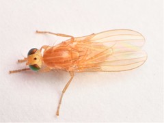Chyromya