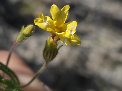 Goodenia berardiana