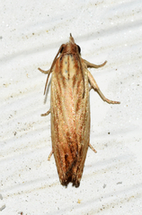 Eucosma radiatana