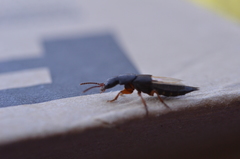 Dinothenarus badipes