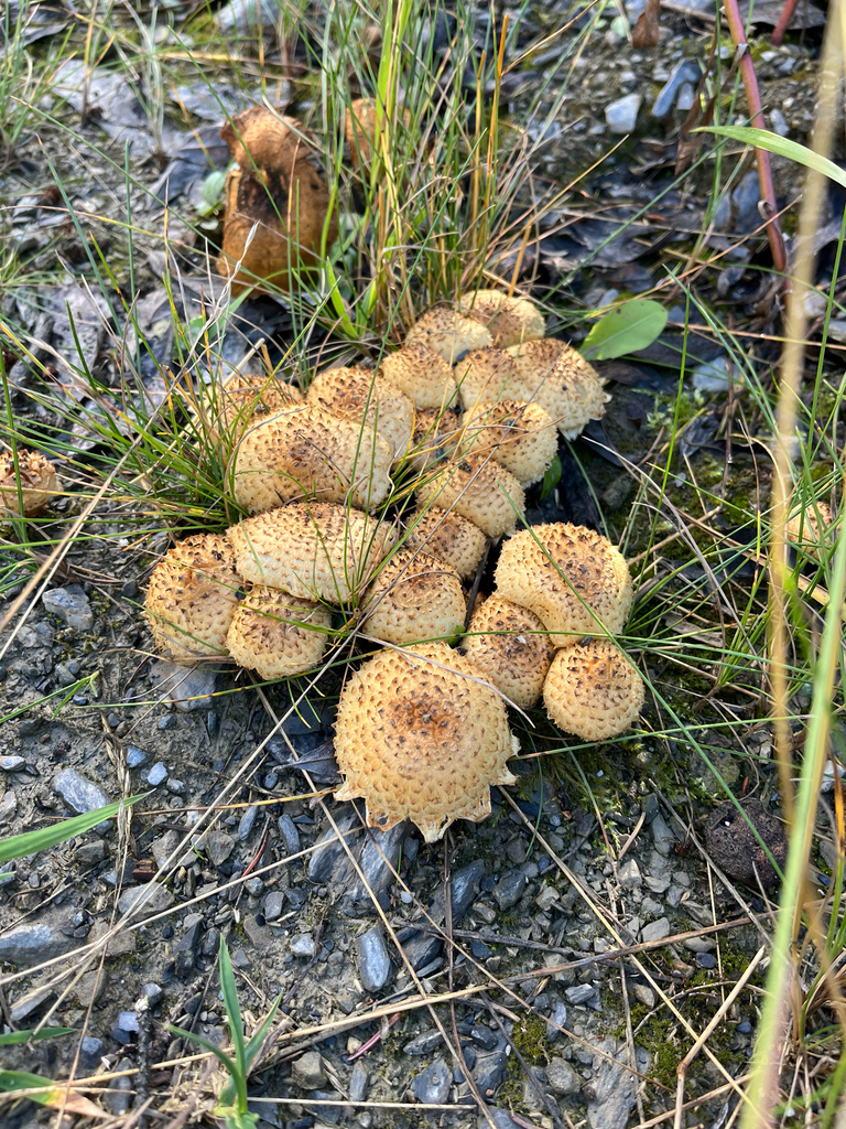 shaggy scalycap · September 2026 · photo: Photo: (c) Sean Vanderluit, some rights reserved (CC BY) · iNaturalist
