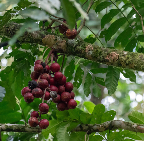 Cabralea canjerana (Cabralea canjerana)