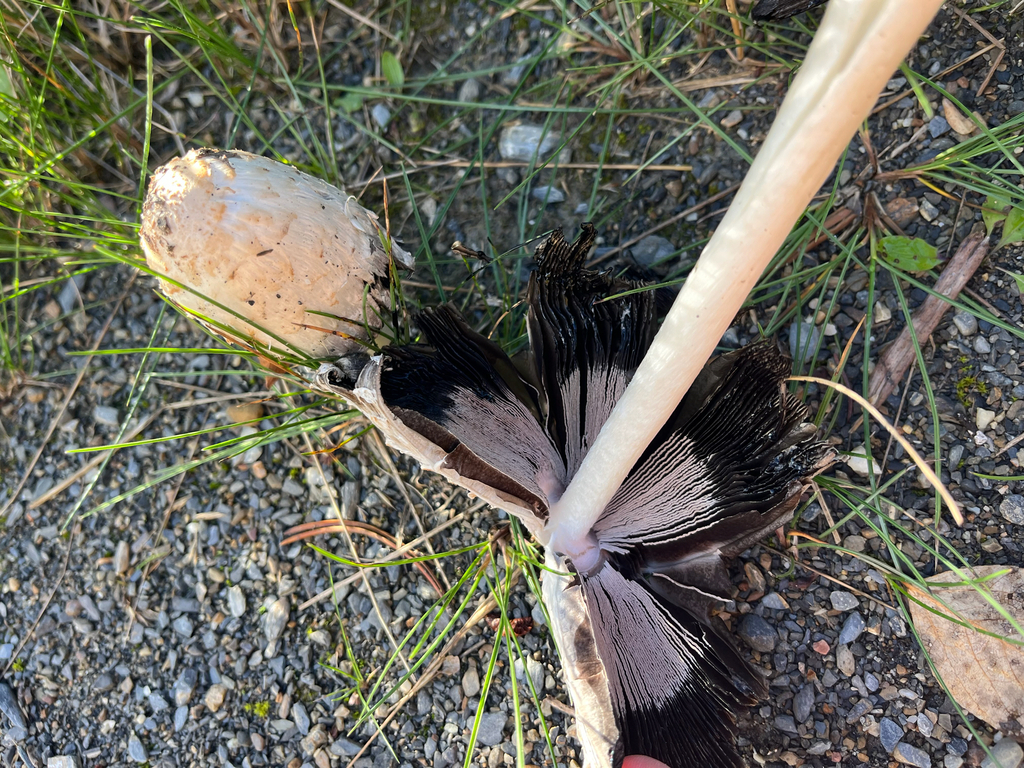 Shaggy Mane · September 2026 · photo: Photo: (c) Sean Vanderluit, some rights reserved (CC BY) · iNaturalist