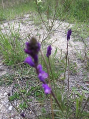 Polygala cretacea