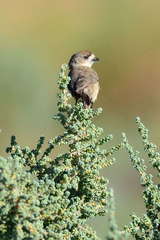 Aphelocephala leucopsis