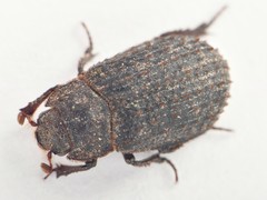 Trox scaber