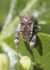 Merocoris