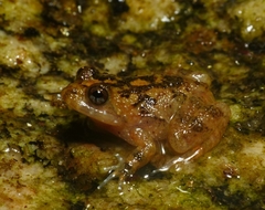 Cycloramphus boraceiensis