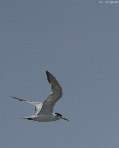 Great Crested Tern