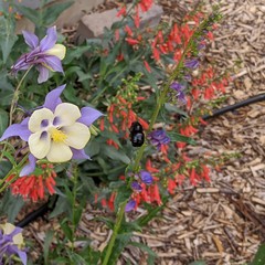 Xylocopa tabaniformis androleuca