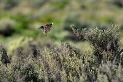 Pomatostomus ruficeps