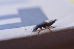 Dinothenarus badipes