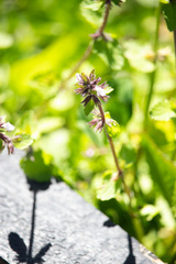 (c) Pluto Hooper, some rights reserved (CC BY) Stachys arvensis, photograph (c) Pluto Hooper, some rights reserved (CC BY)